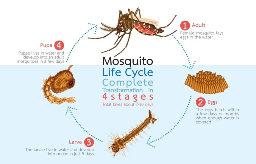 Vacinação contra a dengue em unidade de saúde.