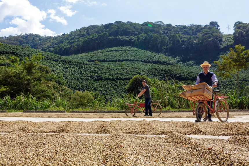 Grãos de café selecionados representando os Cafés de Origem do Espírito Santo em exposição cultural em Guaçuí.