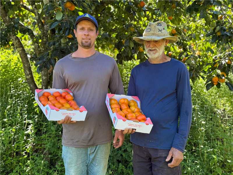 Caquis laranjas maduros em uma árvore na região serrana de Alfredo Chaves.