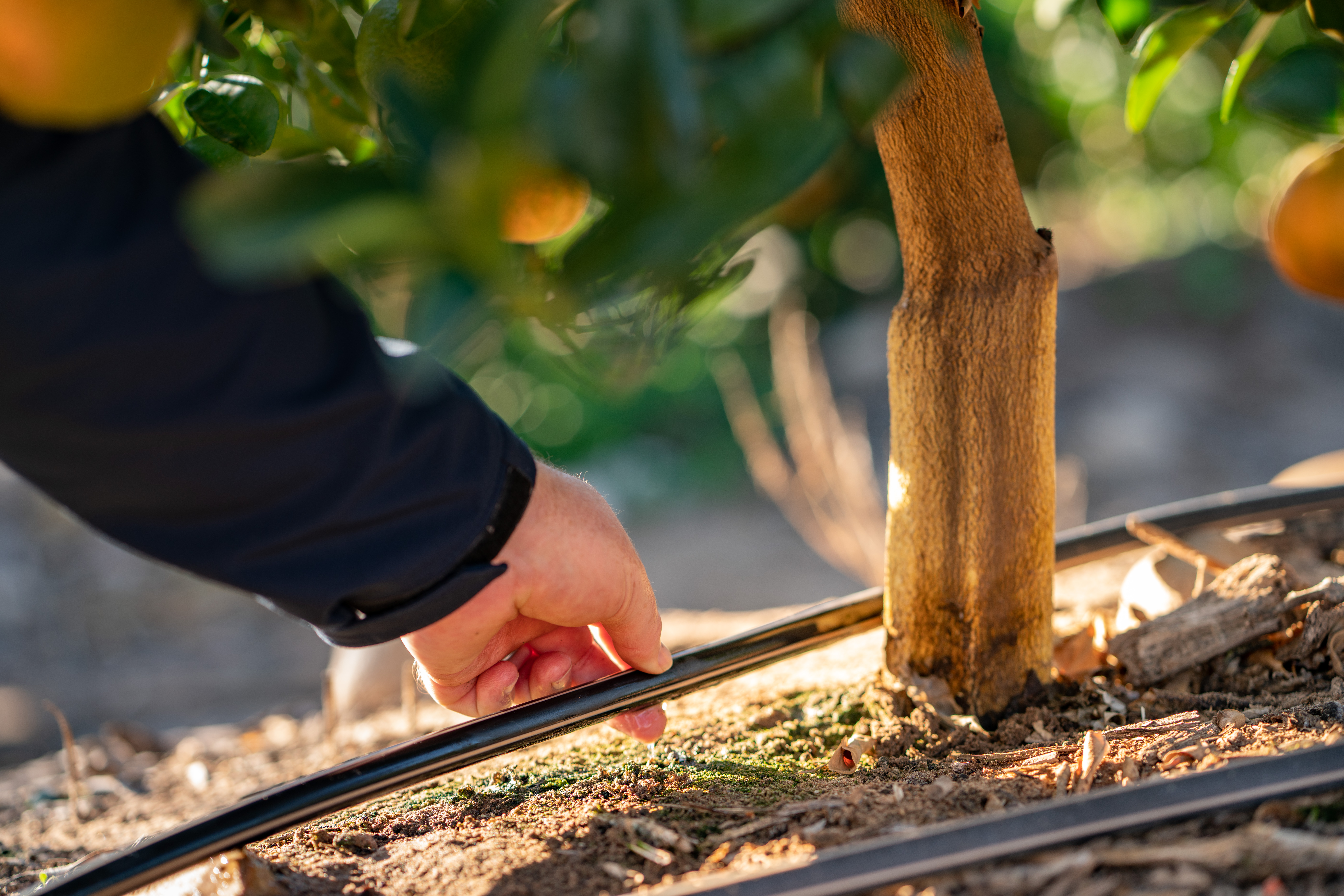 Mão de um profissional irrigador ajustando um gotejador em uma linha de irrigação em campo de café, destacando a precisão técnica para Produtividade no Campo.