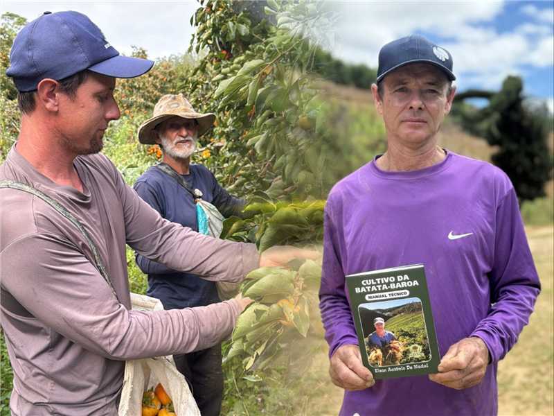 Produtores rurais de Alfredo Chaves em colheita de caqui e batata-baroa.