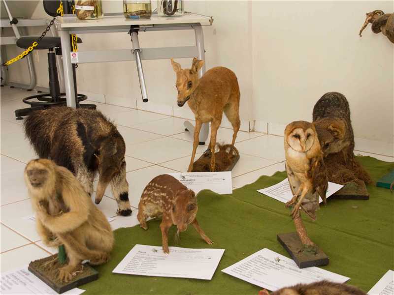 Animais taxidermizados da Polícia Militar Ambiental em exposição pública