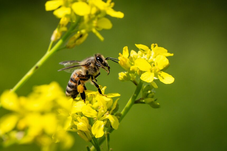 Abelhas na produção de alimentos: Inseto polinizador pousado sobre flor em lavoura capixaba.