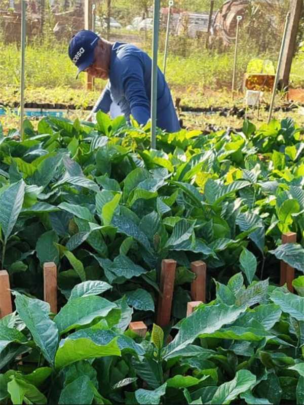 Mudas de café conilon prontas para distribuição em Alfredo Chaves através do Projeto Arranjos Produtivos.