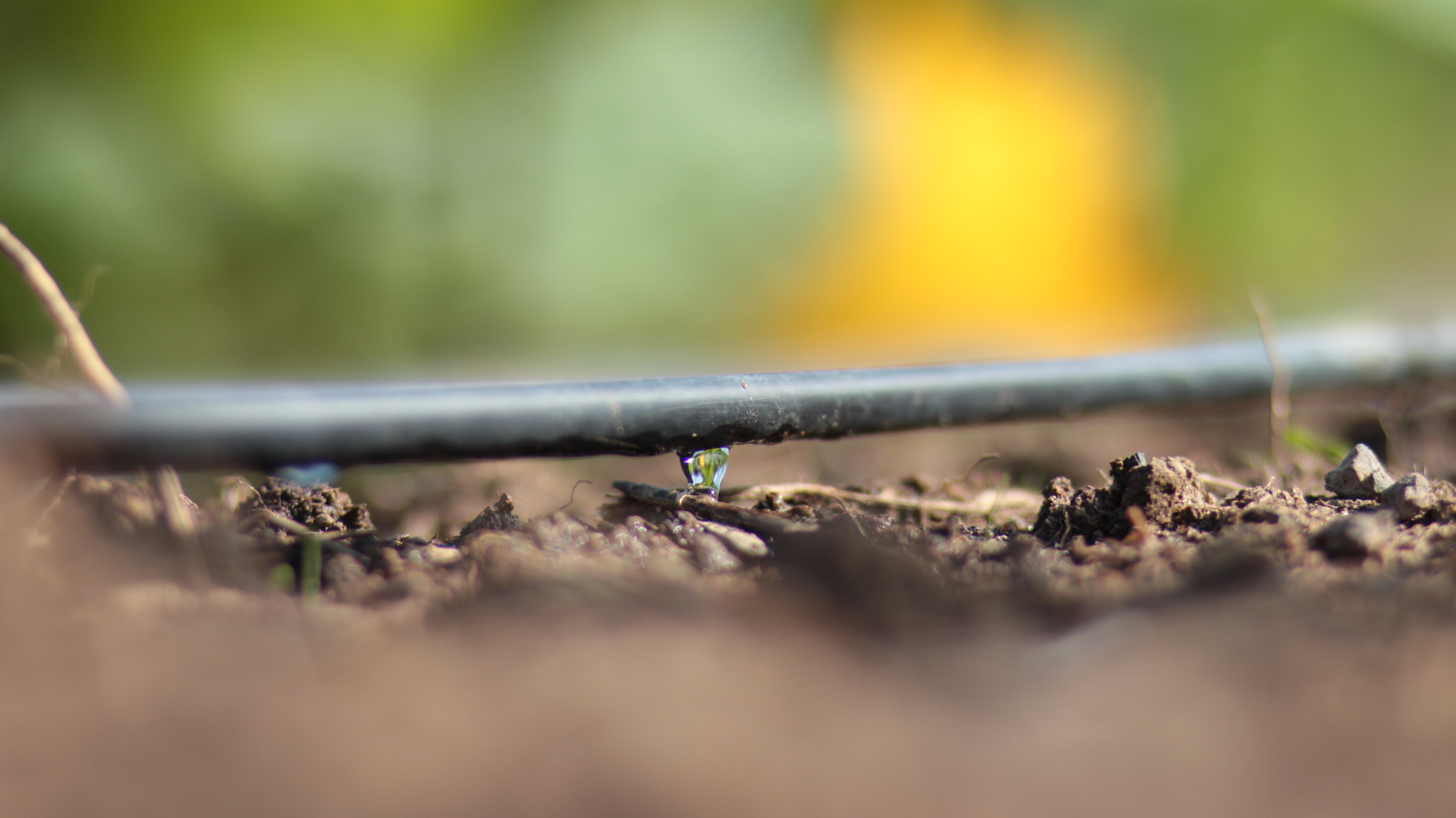 Sistema moderno de irrigação por gotejamento aplicando água de forma controlada na lavoura.