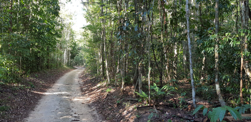 Meia Maratona em Linhares: Corredores competindo em meio à natureza na Reserva Natural Vale.