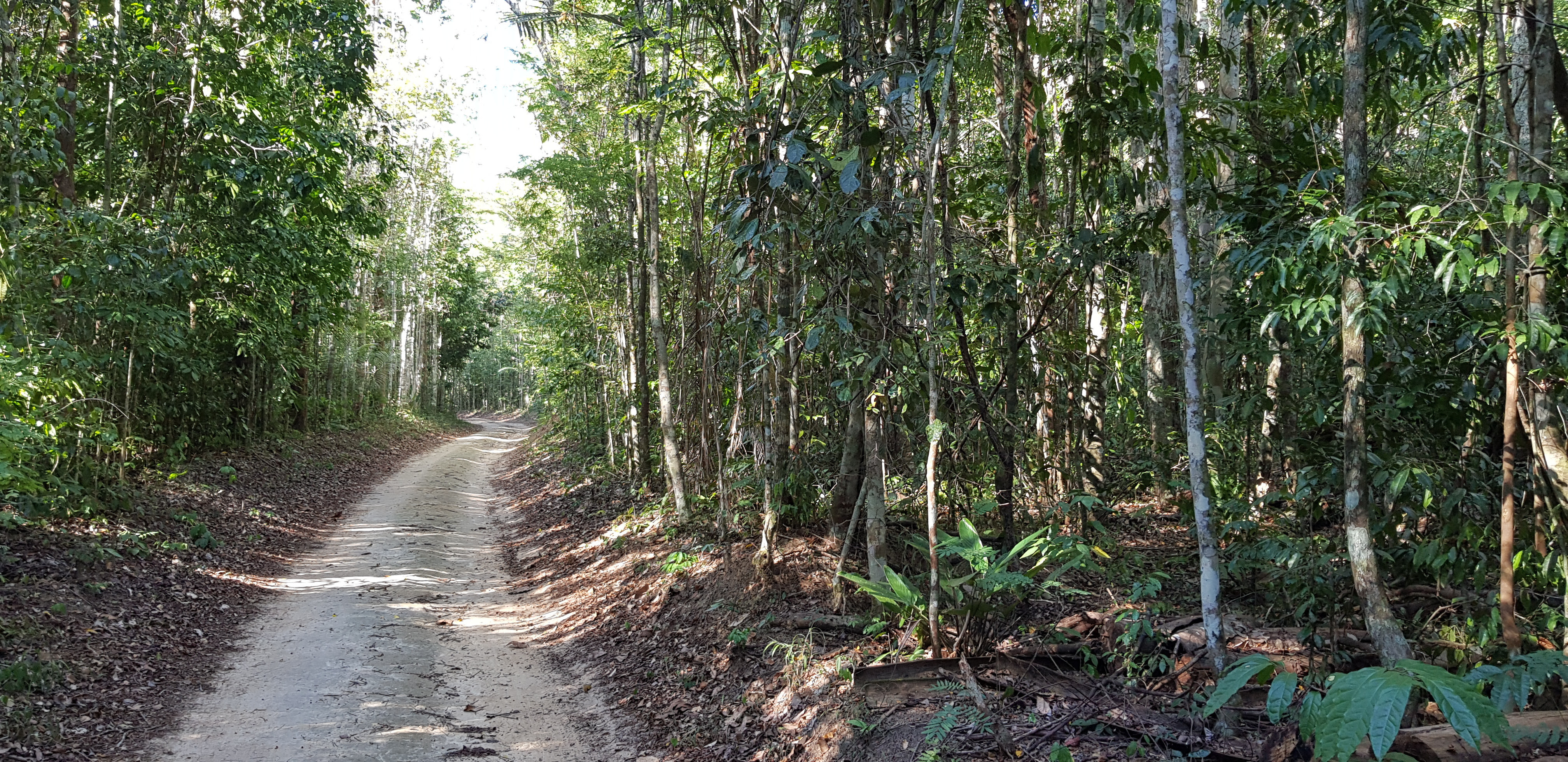 Meia Maratona em Linhares: Corredores competindo em meio à natureza na Reserva Natural Vale.