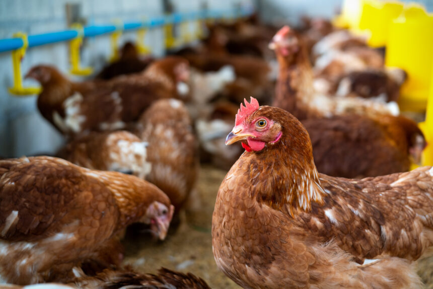 Profissionais de saúde animal realizando monitoramento de Influenza Aviária no Espírito Santo.