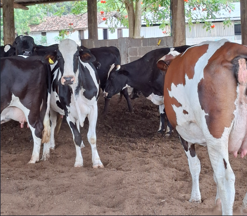Vacas em pastagem representando a pecuária leiteira capixaba de alta genética