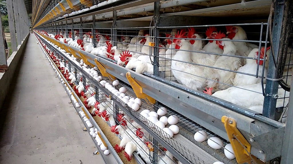 Ovos de galinha organizados em uma esteira de produção industrial em granja no Espírito Santo.