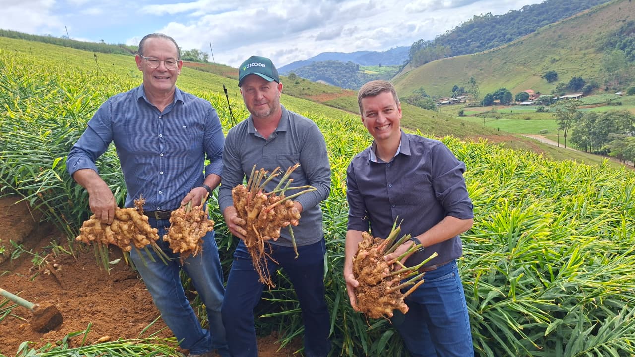 Secretário de Agricultura e autoridades apresentam a qualidade da safra 2026 do gengibre durante abertura oficial no Espírito Santo.