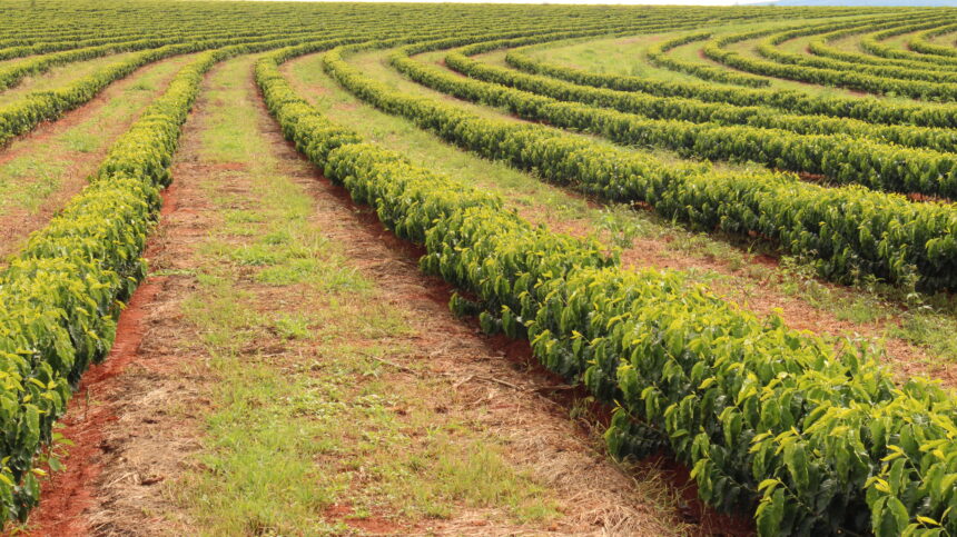 Vista panorâmica de uma lavoura agrícola com tecnologia de irrigação por gotejamento eficiente direto na raiz das plantas.