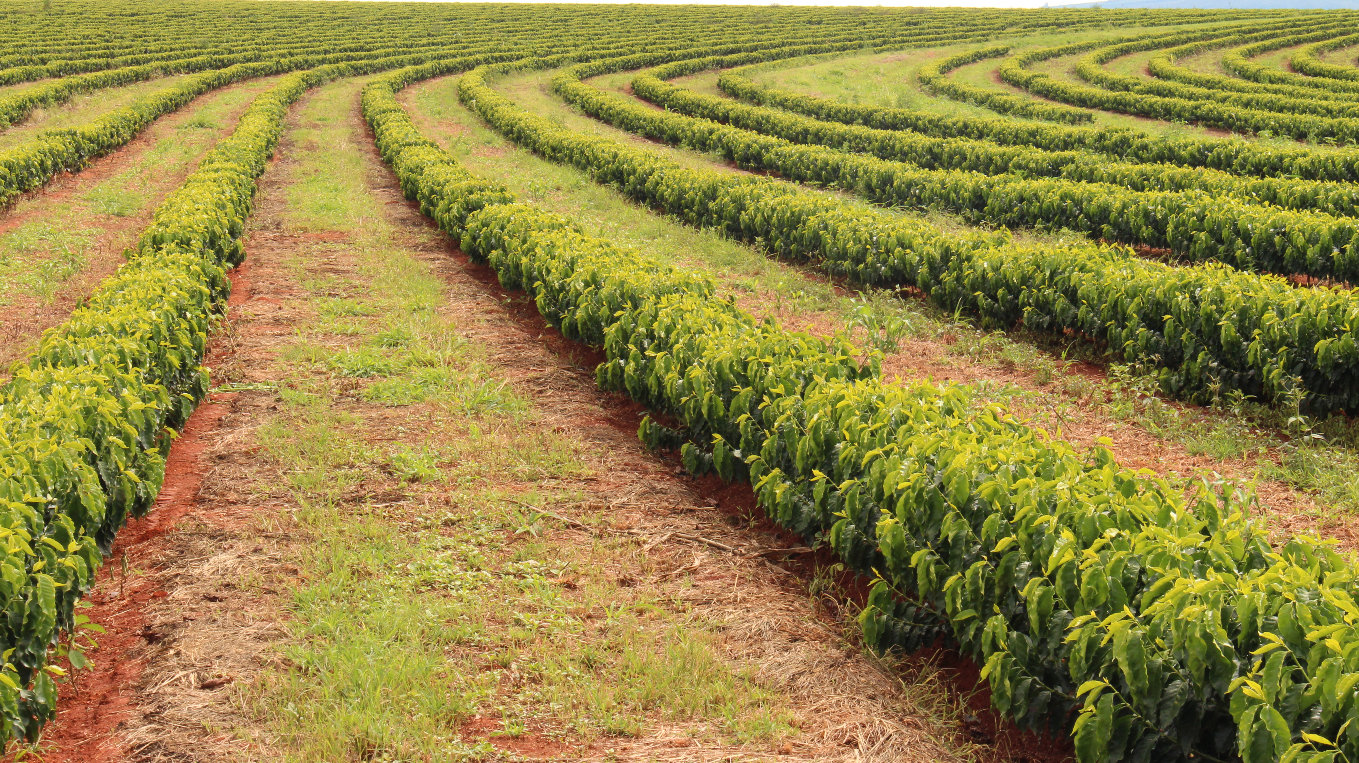 Vista panorâmica de uma lavoura agrícola com tecnologia de irrigação por gotejamento eficiente direto na raiz das plantas.
