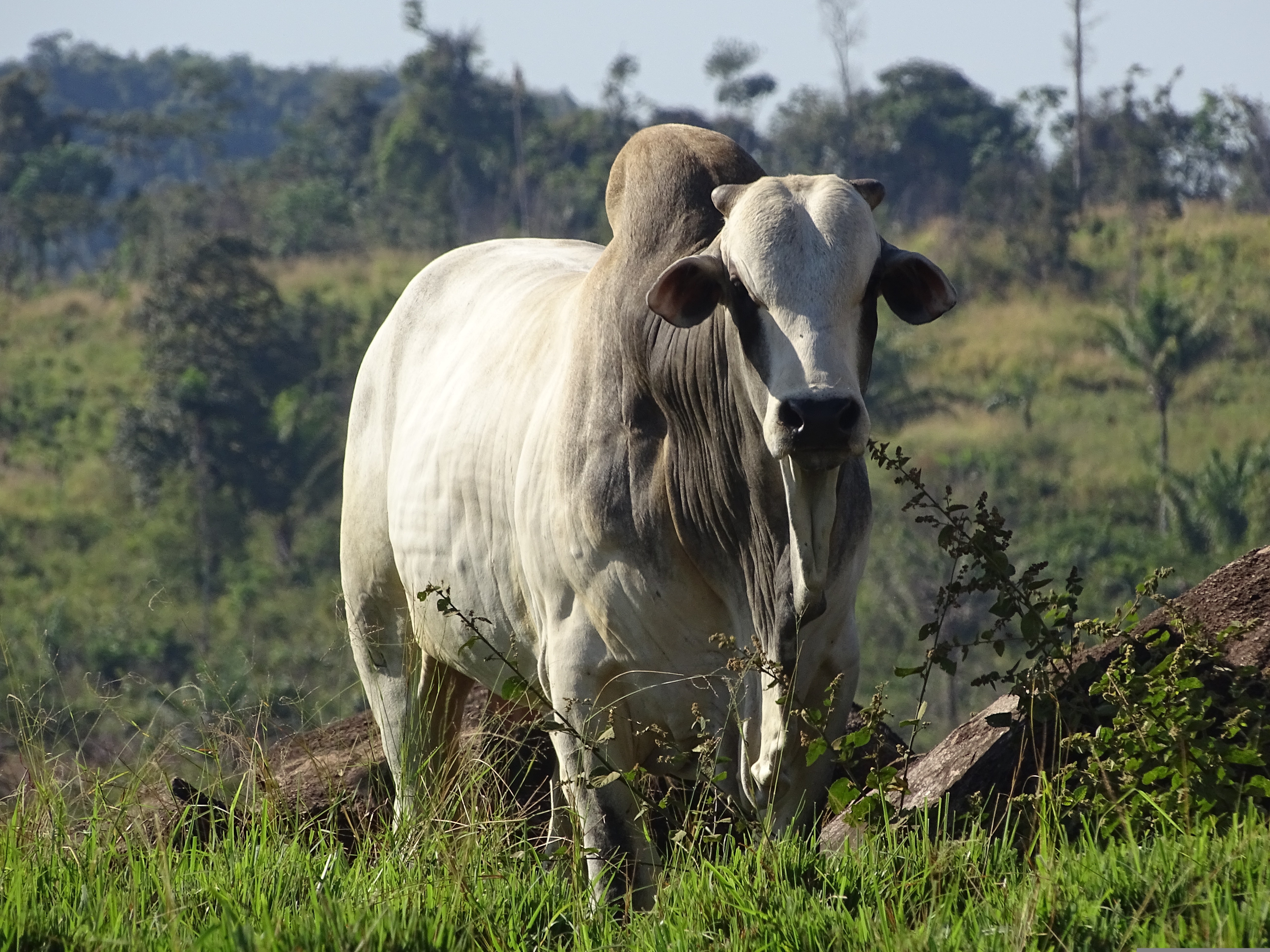 Boi da raça nelore branco em pista de areia durante julgamento técnico de morfologia animal.