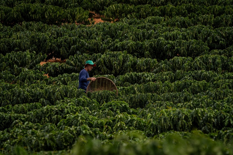 Agricultor trabalhando na lavoura para o desenvolvimento sustentável no campo.
