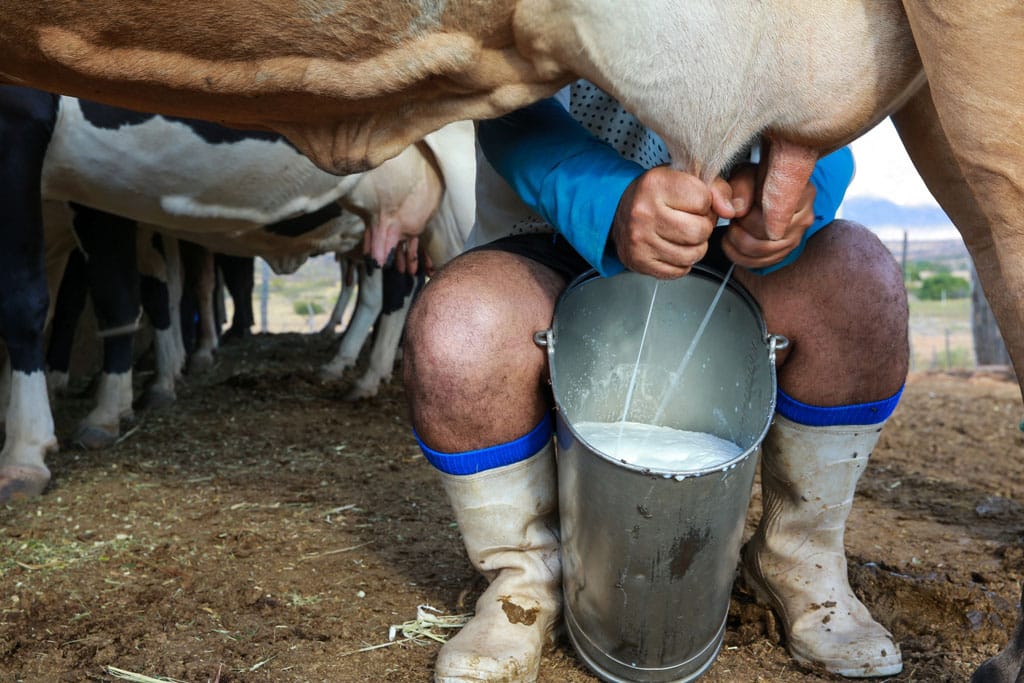 Produtor rural atuando na pecuária leiteira capixaba sustentável no interior do Espírito Santo.