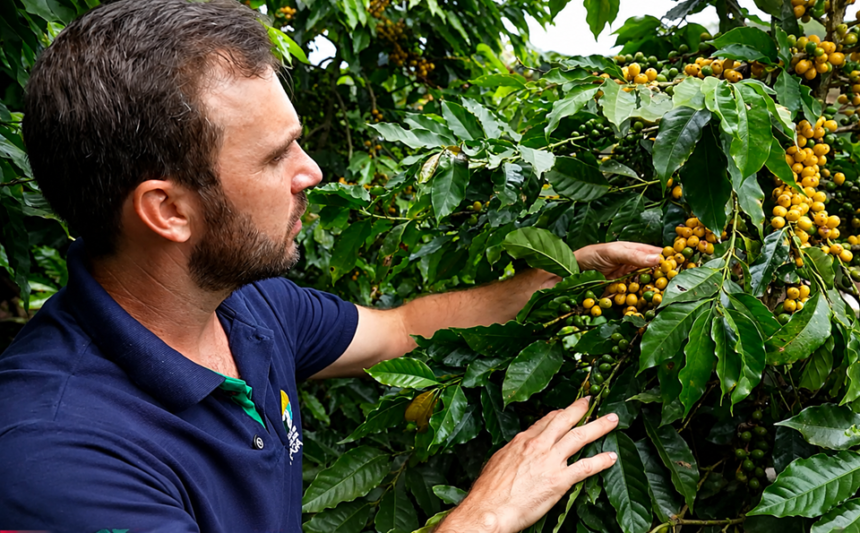 Frutos maduros de café arábica orgânico em galho de cultivar resistente recomendada pelo Incaper nas Montanhas Capixabas.