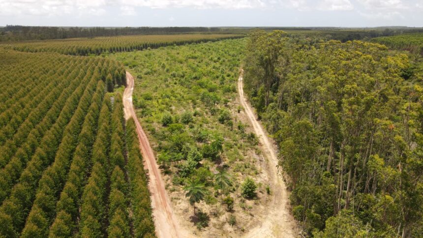 Vista aérea de corredores ecológicos interligando fragmentos florestais nativos da Mata Atlântica no Espírito Santo.