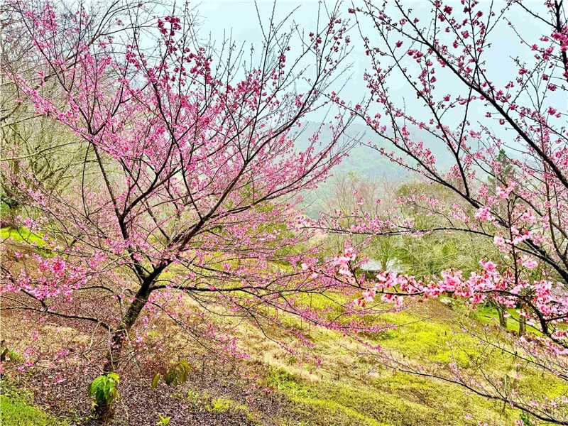 Fileira de cerejeiras floridas em rosa e branco no Sítio Monte Rá, localizado no Circuito das Cerejeiras em Alfredo Chaves.