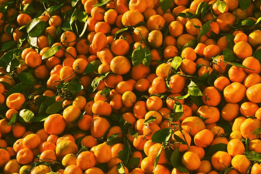 Colheita manual de frutas no pomar do maior produtor de tangerina do Espírito Santo em Domingos Martins.