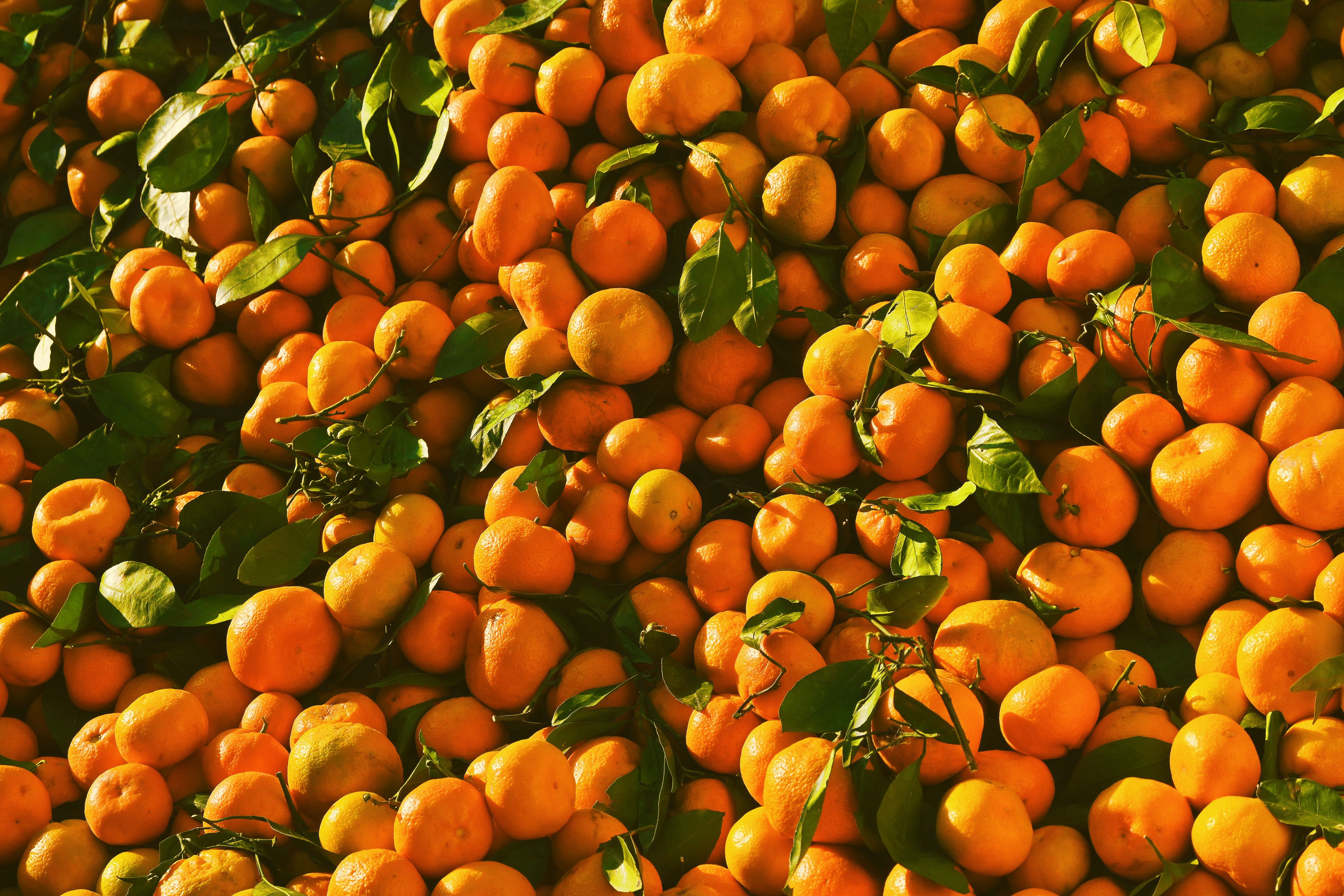 Colheita manual de frutas no pomar do maior produtor de tangerina do Espírito Santo em Domingos Martins.