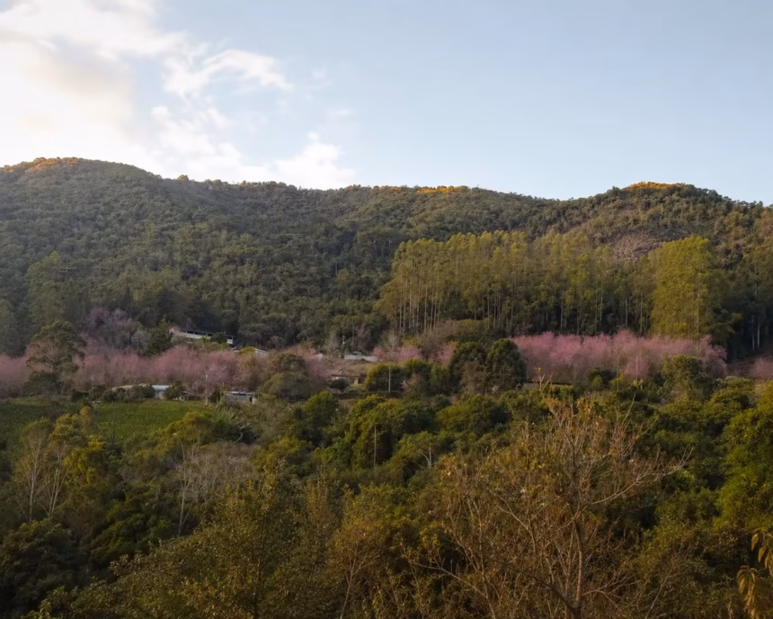 Bosque das Cerejeiras florido no Sítio Monte Rá em Alfredo Chaves.