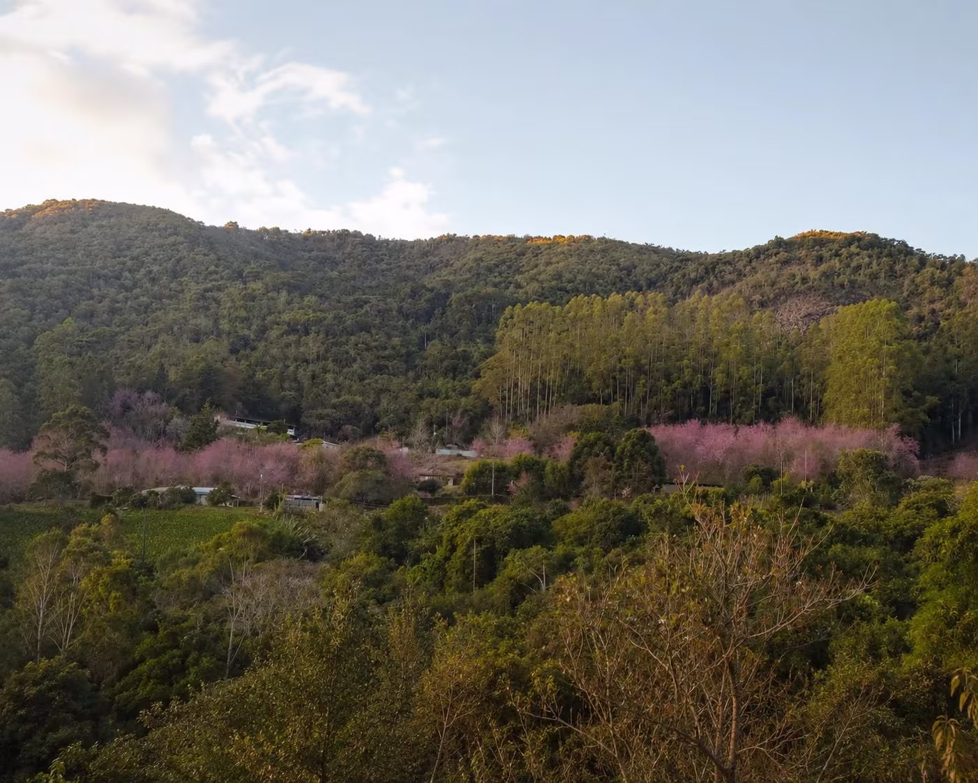 Bosque das Cerejeiras florido no Sítio Monte Rá em Alfredo Chaves.