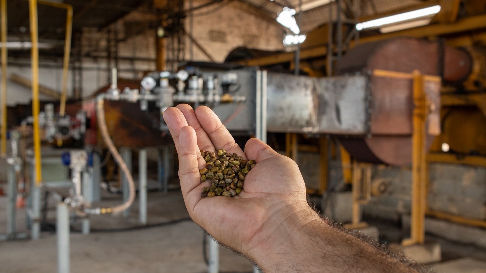 Secagem de grãos de café conilon com utilização de gás natural em Linhares Espírito Santo.