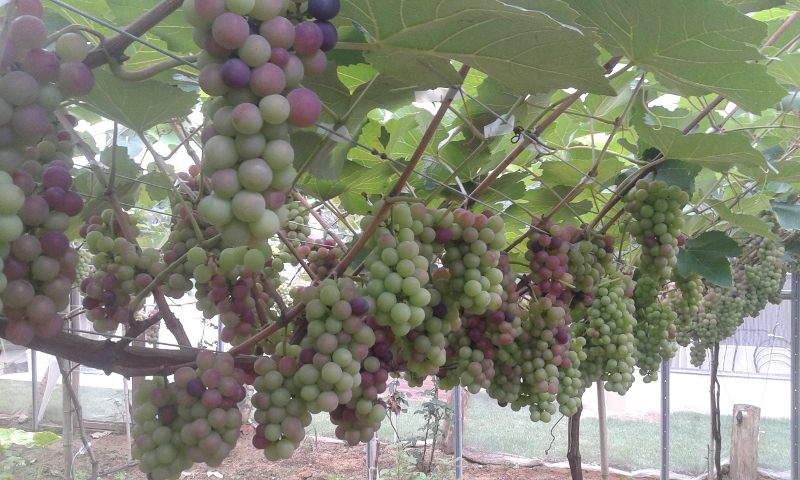 Videiras em região serrana onde o Incaper Conduz Pesquisa para Apoiar Produção de Uvas de Inverno no ES.