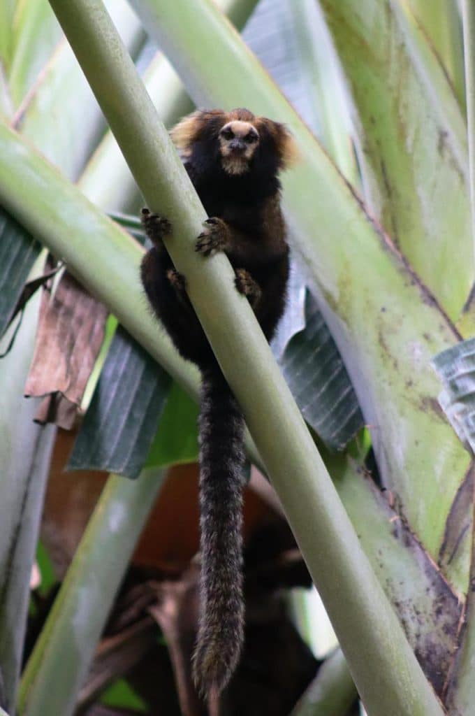 Projeto ambiental fruto da parceria entre Samarco e UFV para conservação da fauna no Rio Doce.