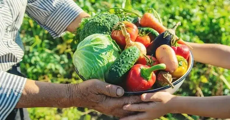 Agricultor familiar organizando produtos rurais como frutas e hortaliças para o Programa de Aquisição de Alimentos.