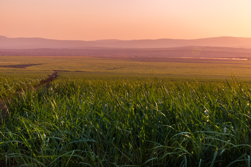 Sistema moderno de irrigação na primavera operando em plantação agrícola para otimização de recursos hídricos.