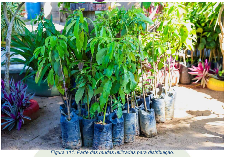 Projeto Lideranças Jovens em capacitação ambiental e recuperação de áreas no Espírito Santo.