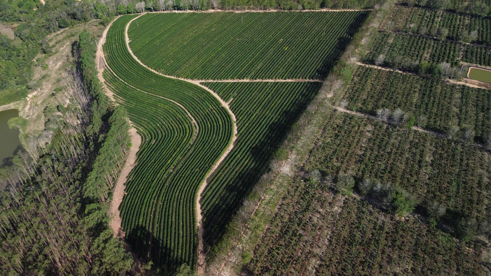 Irrigação eficiente em lavoura de café com sistema de gotejamento no campo.