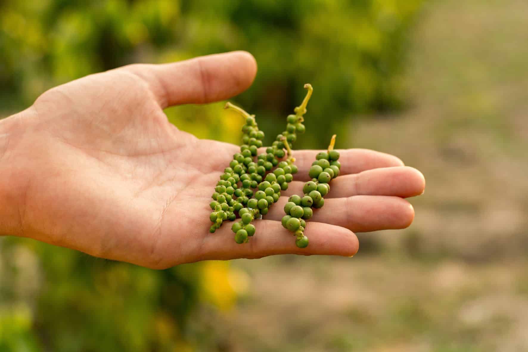 Produção e grãos da pimenta-do-reino no Espírito Santo pronta para exportação internacional.